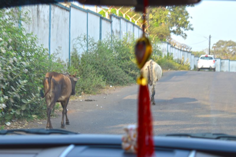 Goa Cows in the Street through Car Window - India