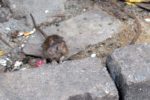 Rat Seeks Cat - Phuket, Thailand