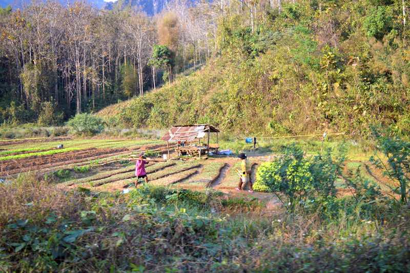Vegetable Farm - Laos