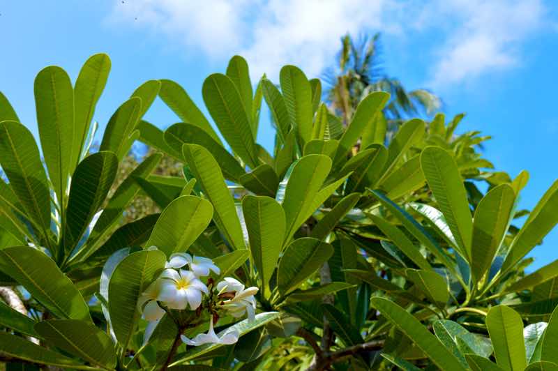 Flowers and Blue Sky - Koh Tao, Thailand