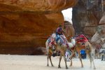 Camel Cowboy - Petra, Jordan