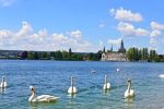 Geese on Lake Konstanz, Bodensee - Germany -0026