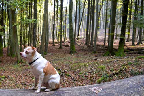 Fritz Dog - Hiking Jasmund National Park - Ruegen, Germany