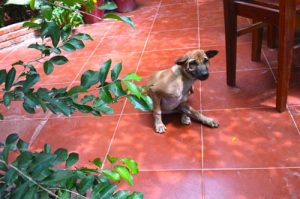 Gia Thanh Guest House Mascot - Phu Quoc, Vietnam