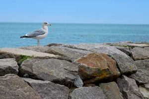 Seagull - Baltic Sea, Ruegen, Germany
