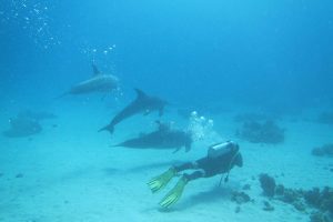 Dolphins, Red Sea Diving - Hurghada, Egypt