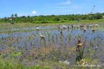 Ducks in the Rice Fields - Canggu, Bali