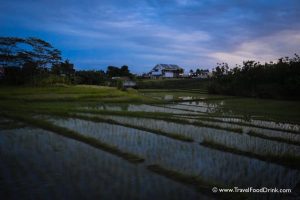 Dusk - Rice Fields, Canggu, Bali