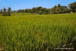 Endless Rice Fields - Canggu, Bali