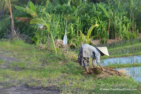 Old Woman Working the Rice Fields - Canggu, Bali