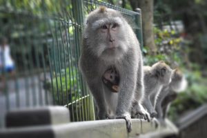 Hang on Baby - Sacred Monkey Forest, Bali