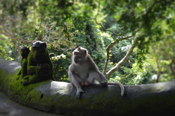 Monkey and Statue, Bali