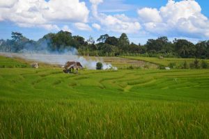Rice Fields, Ubud, Bali