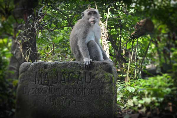 Sacred Monkey Forest Burial Ground