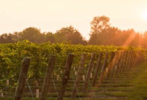 Sunshines on Schatz Winery Vineyard
